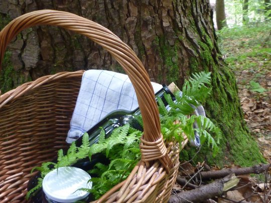 Picknick-im-Wald.jpg